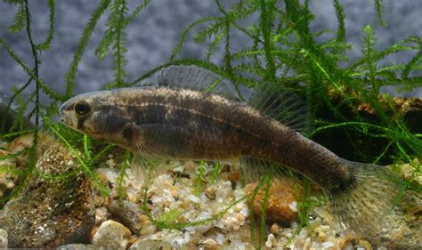 Winston County Natural Resources Council Rush Darter Receives