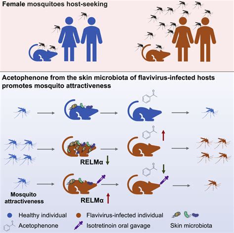 Flaviviruses Make Their Hosts Smell Tastier To Mosquitoes Study Scinews
