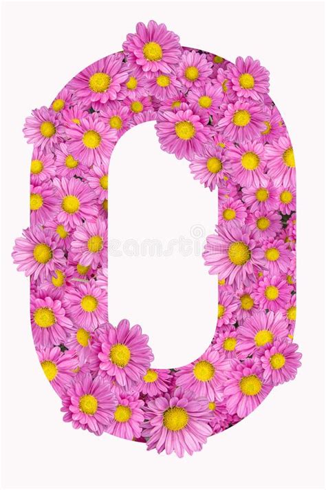 Letter O Alphabet With Pink Chrysanthemum Flowers Stock Illustration