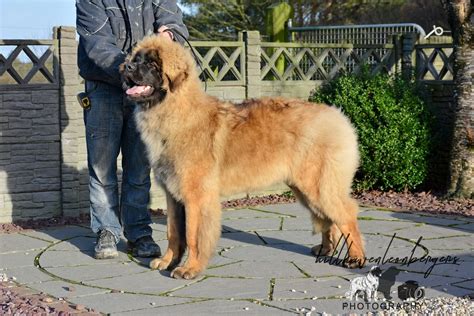 Leonberger Show Kennels From Ireland Hillhavenleonbergers Home Of