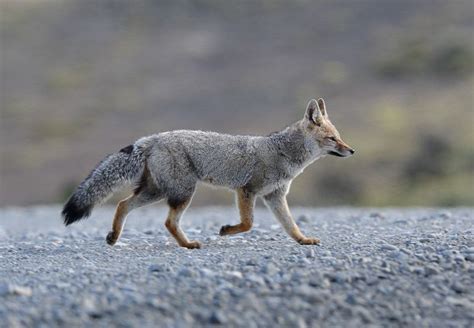 South American Gray Fox Lycalopex Griseus Pet Fox Grey Fox Fox