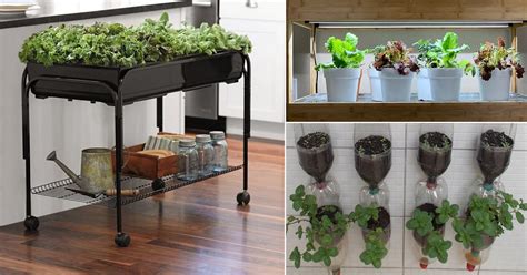 10 Indoor Vegetable Garden Ideas Balcony Garden Web