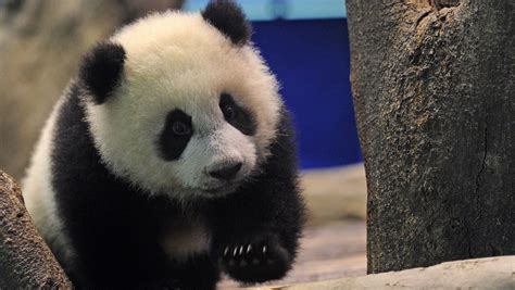 Taiwan Panda Cub Makes Her Public Debut