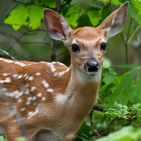 White Tailed Deer