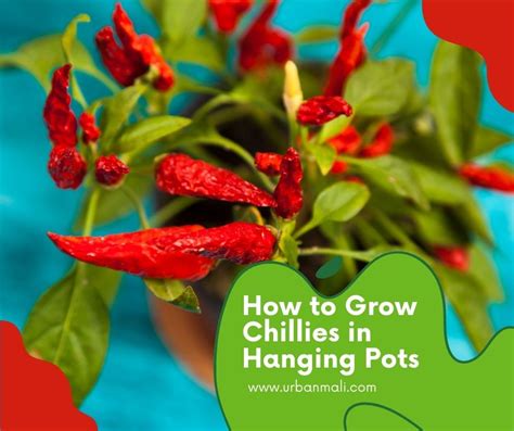 How To Grow Chillies From Seeds At Home In A Hanging Basket