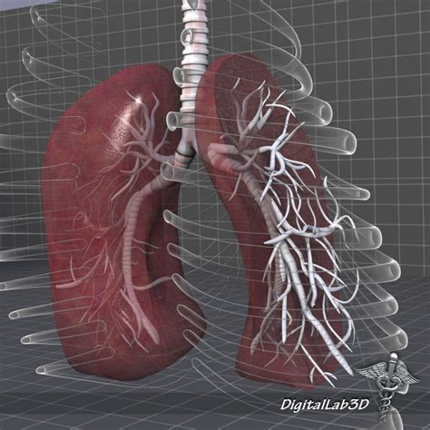 Lungs Anatomy 3d Model Cgtrader