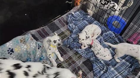 Lux The Longcoat Dalmatian Puppy Youtube