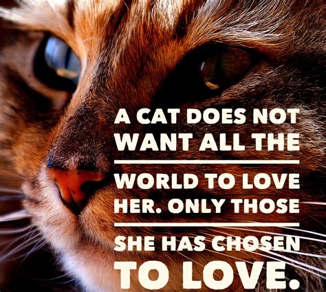 Cat Quotes: 25 Sayings Only Cat Lovers will Understand: