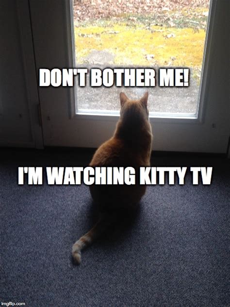 It's just not right when every night i'm all alone. Kitty TV - Imgflip