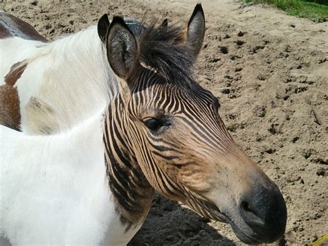 Zebra é Um Cavalo