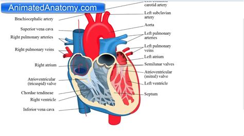 Picture Of Heart Anatomy Picture Of
