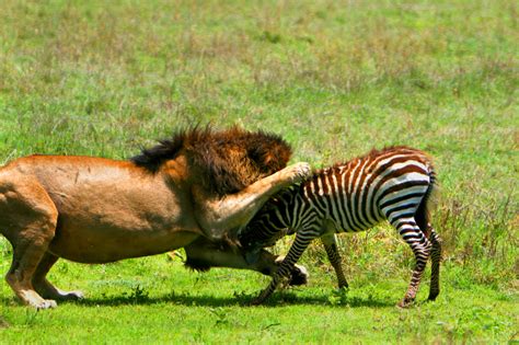African Lion Hunting My Hd Animals