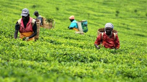 Kirinyaga Set To Host First Ktda Specialty Tea Factory In Kenya