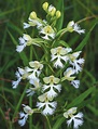 A Quest to Save Wild Orchids | Articles | Features