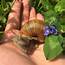 Cute Pet Snails  Helix Pomatia с изображениями Улитка