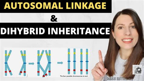 Autosomal Linkage And Dihybrid Inheritance A Level Biology Inheritance