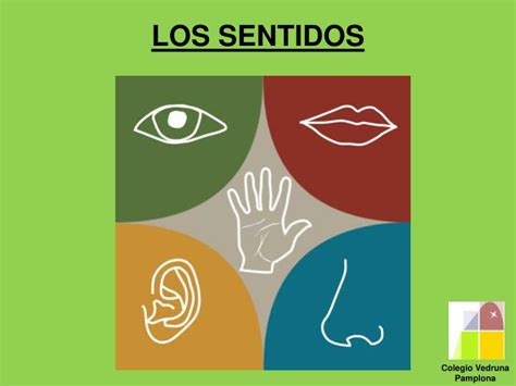 Ppt Los Sentidos Powerpoint Presentation Free Download Id5309570