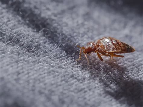 Bed Bug Prevention For A Pest Free Home Doctor Pest