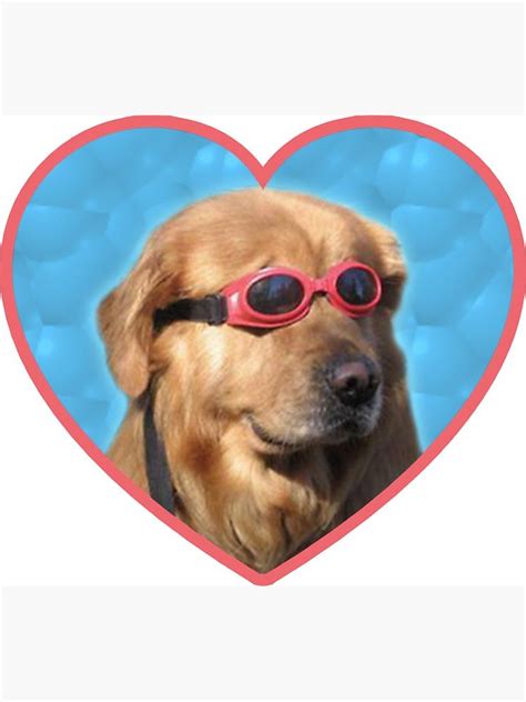 Doggo Stickers Swimmer Dog Sticker By Elisecv Dog Stickers Dog With