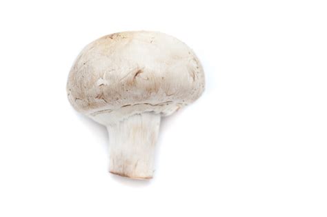Free Image Of Fresh White Mushroom On White Background Freebie