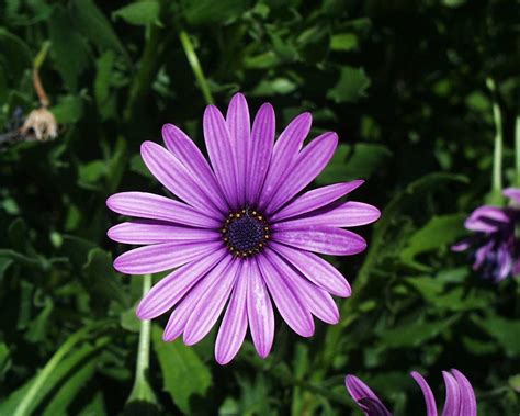 Daisy Flower Screensaver Information And Download Of