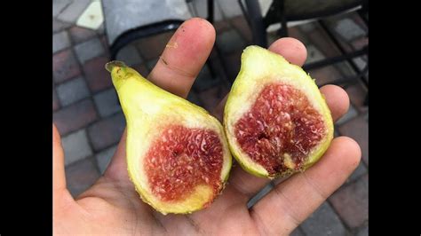 California Best Fig Varieties Youtube