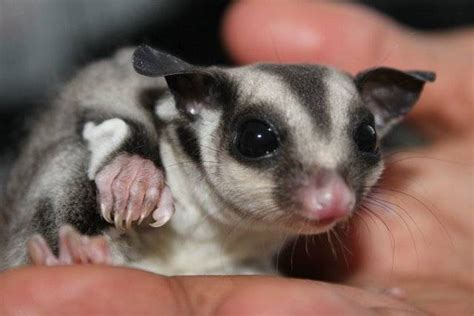 They are also called classics or classic grays. Sugar glider plzz click FOR SALE ADOPTION from Pahang ...