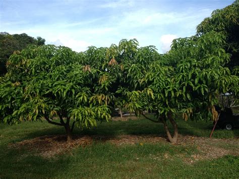The variety was introduced by dr. The Mango Report from Truly Tropical: August 2013