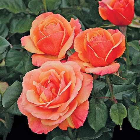 Grandiflora Roses — Sunnyside Nursery