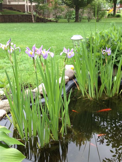 Water Iris In The Ornamental Pond Celery Pond Iris Vegetables
