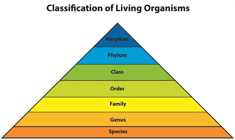 6 Basic Classification Of Living Organisms You Must Know Sciencendtech