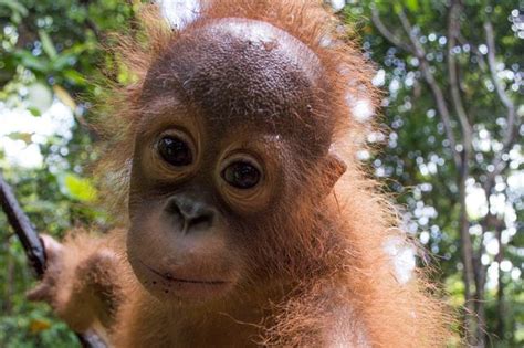 Cute Rescued Baby Orangutan Goes Back To School To Learn
