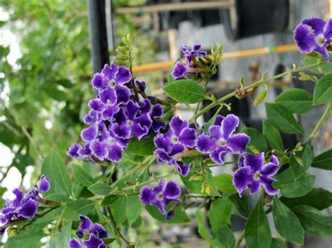 Our guide lists the most popular evergreens, flowering trees and citrus trees that grow in. Purple Flowering Trees | Purple Flower Tree Florida ...