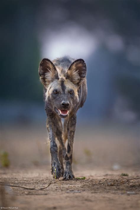 African Canids 11 Fascinating Species Africa Geographic