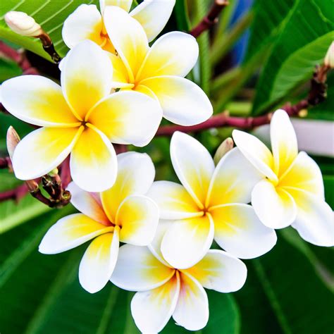 Yellow And White Plumeria Potted Plants For Sale Fragrant Easy To