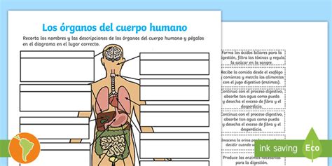 Ficha De Actividad Reconocer Los órganos Del Cuerpo Humano Y Su Función