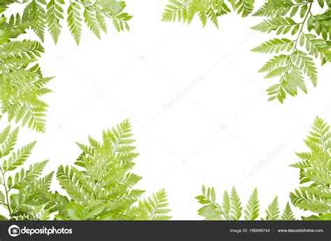 Green Leaves For Frame On White Background Nature Border — Stock Photo