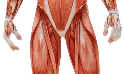 Diagram Of Male Groin Area Groin Muscle Injuries Anatomy Dr Mel