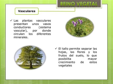 Aprender Acerca 62 Imagem Dibujos De Plantas No Vasculares