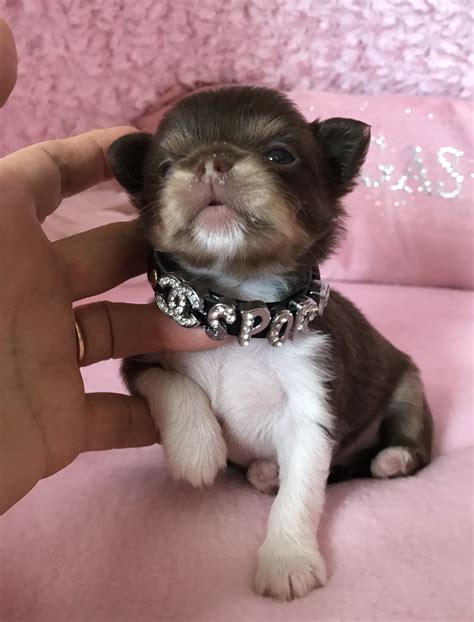 Pin On Chocolate Chihuahuas Puppies