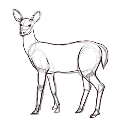 Deer Drawing Pics At Getdrawings Free Download