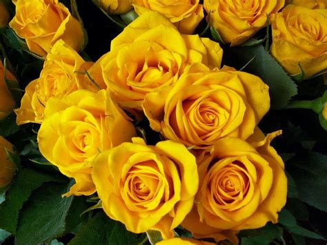 Rosas Amarillas Im Genes Y Fotos