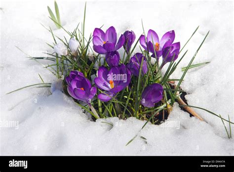Crocus Flowers Breaking Through Snow Stock Photo Alamy