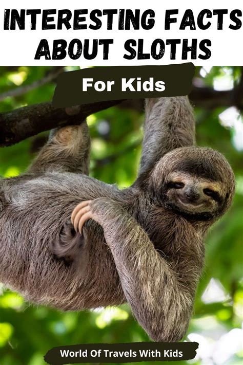 Pin On Sloths