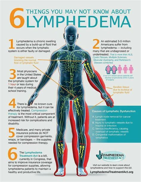 Lymphatic System Drainage Chart