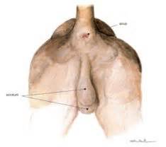 The hip bones (ossa cosarum) meet at the pelvic symphysis ventrally, and articulate with the sacrum dorsally. Leslie - Gross Anatomy - Pelvic cavity Flashcards - Cram.com