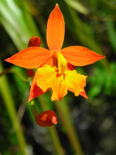 Hoa Phong Lan Vi T Vietnam Orchids Orange Orchids