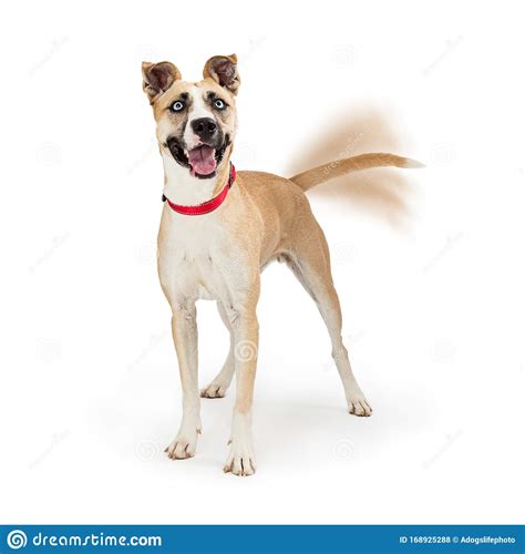 Tail Wagging – A Clear Sign of Emotions - Hot Dog on a Leash