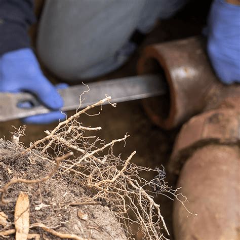 Drain Root Removal Remove Tree Roots From Drains Flo Well Drainage