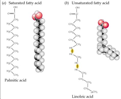 Fatty Acid Structure Examples Types Physical And Chemical Properties